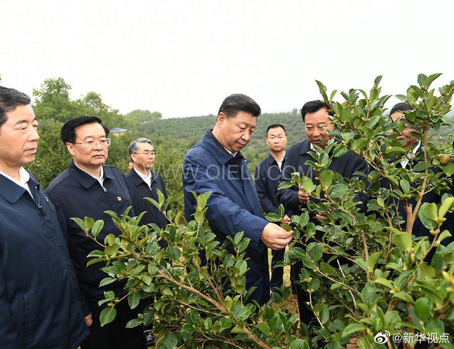 光山油茶籽榨油設備，山茶籽油榨油機廠家(圖1)